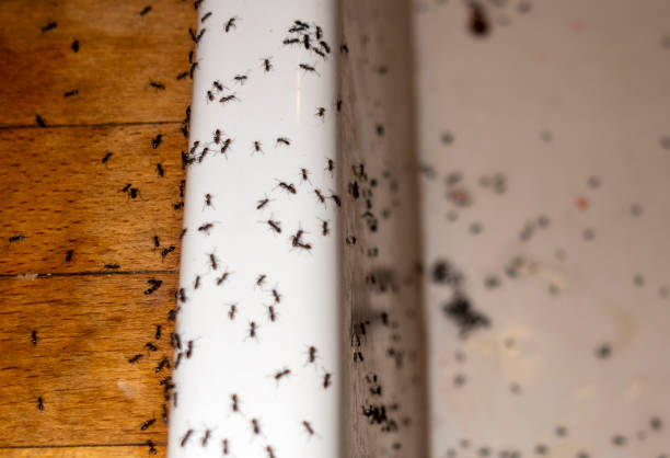 Best Flea Control Services  in Gresham Park, GA