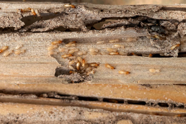 Best Bed Bug Extermination  in Gresham Park, GA