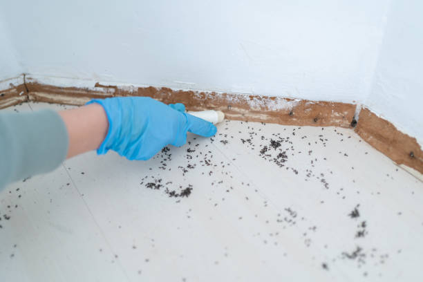 Best Flea Control Services  in Gresham Park, GA